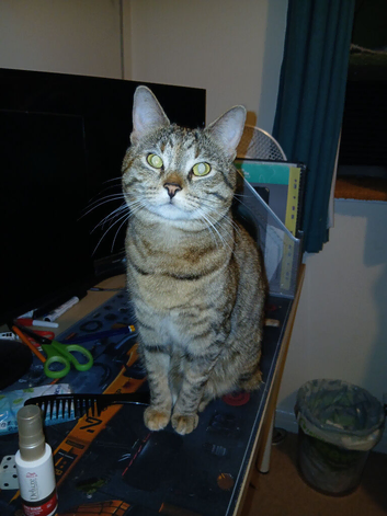 Lost Brown Tabby with short tail
