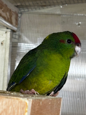 2 young kaks available