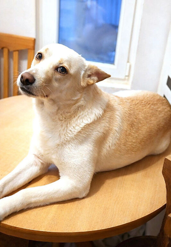 PANDORA (DORA) &ndash; A Beautiful Soul Looking for Her Perfect Forever Home ️
