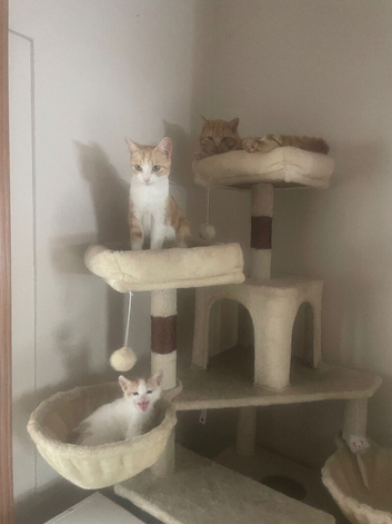 X4 ginger and white kittens