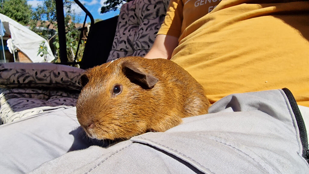 California x male guinea pig, ip3