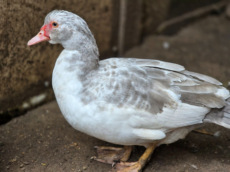 Muscovy ducks