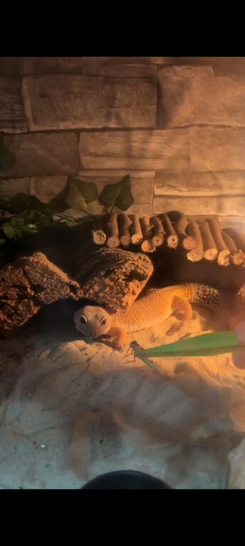 5 1/2 year old female lepoard gecko with setup