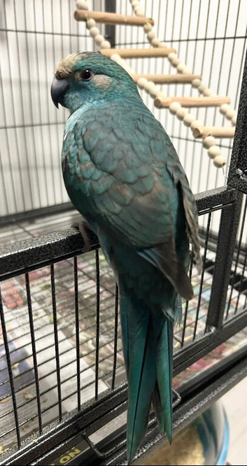 Blue pied kakariki