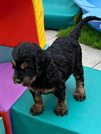 2 Girls, Bernedoodle 2nd Gen F1 Large standards.