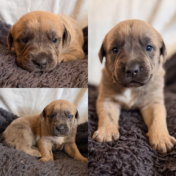 Gorgeous Blue & Brindle Mixed Breed Puppies