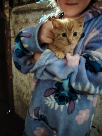 Kittens ready for new homes
