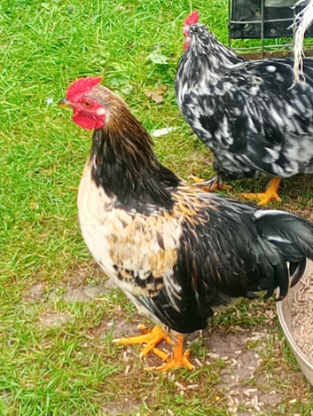 Freddie the Cheeky Young Bantam Cockerel