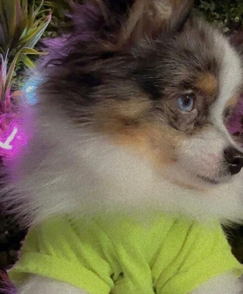 Blue - Eyes Beauty Merle Pom