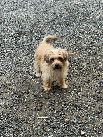 Yorkshire terrier