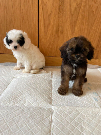 F1 cavapoos
