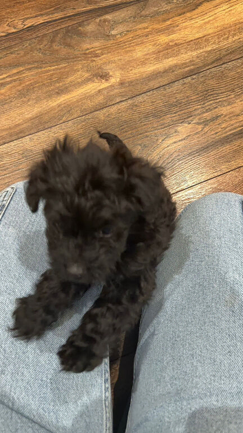 Toy cockapoo puppy girl 10 weeks old
