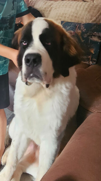 Male saint bernard puppy