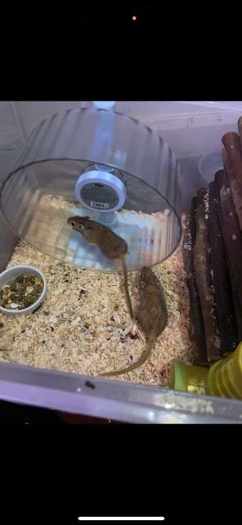 Gerbils for sale