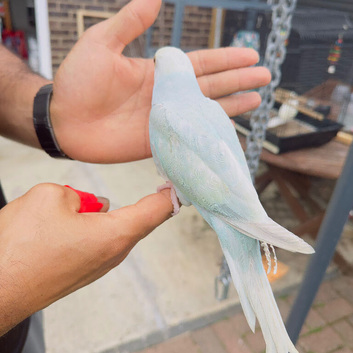 Indian Ringneck babes