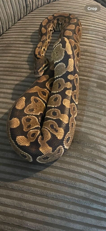 Bull python