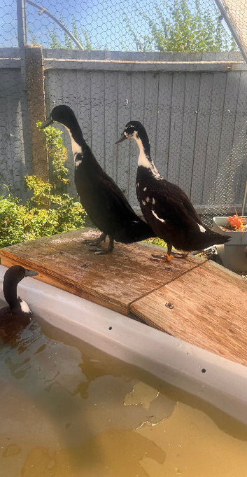 2 runner ducks