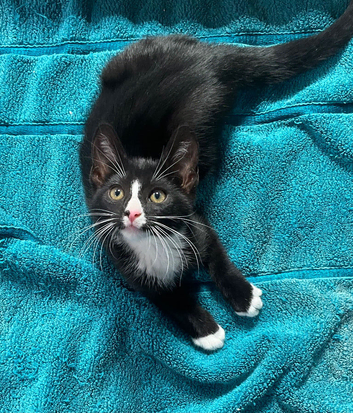 Cute kitten for sale KT4