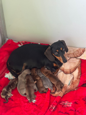 Miniature dachshunds