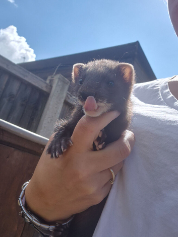 Eu polecats for sale