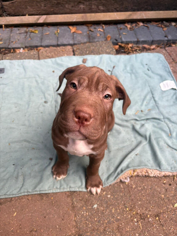 Puppies for sale cane corso x staff