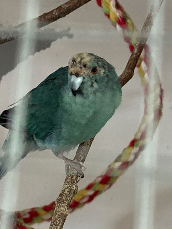 Blue kakariki