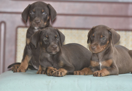 Unique hybrid dobermann puppies