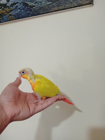 Fully tame baby Greencheek &suncheek hand rearing