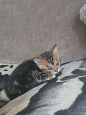 Butiful bengal kittern
