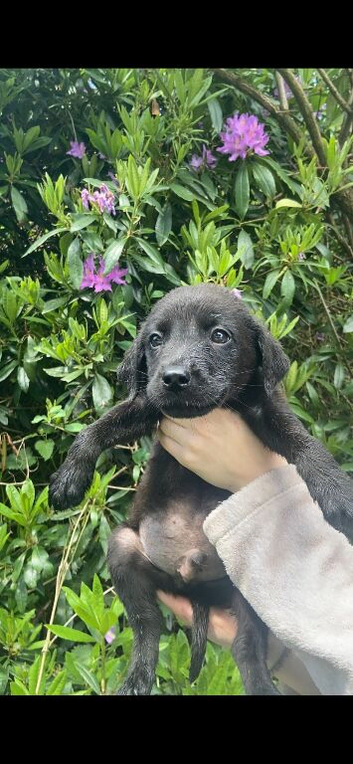 LABRADOR PUPPIES READY NOW
