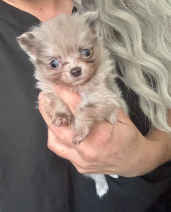 Tiny Pomeranian cross chihuahua puppy