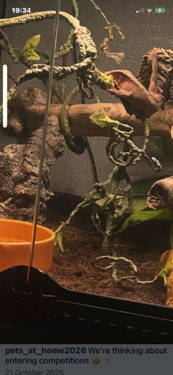 Male geko