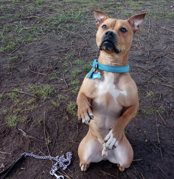 Dog sitting/drop in visits/pet sitting.