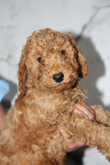 Health tested f1b cockapoo ready now