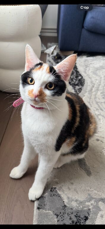 Shirley  !! 7 months old !!