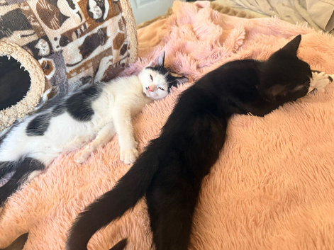 Kitten looking for loving home