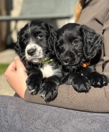 2 lovely black Working cocker spaniels left ready soon