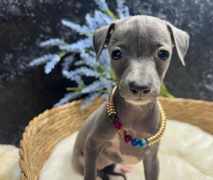 Italian Greyhound Puppies
