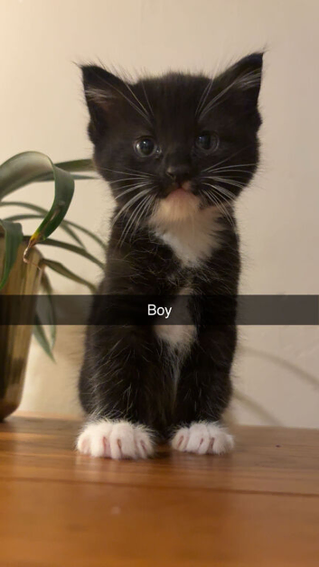 2 gorgeous kittens left