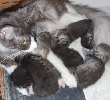 GCCF Pedigree Maine Coon Kittens for sale