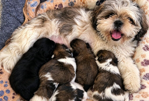 Shihtzu puppys