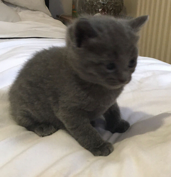 Only 3 kittens available