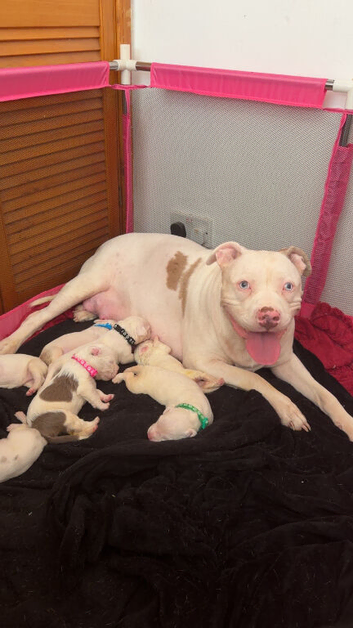 American bully pups