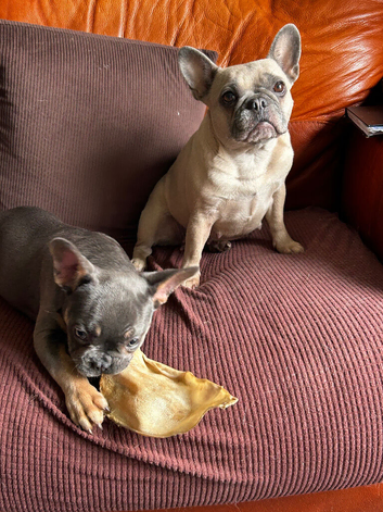 The cutest sweetest little pup kc reg needs a home