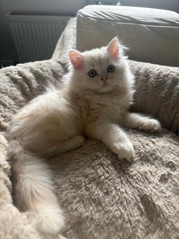 Persian Kittens