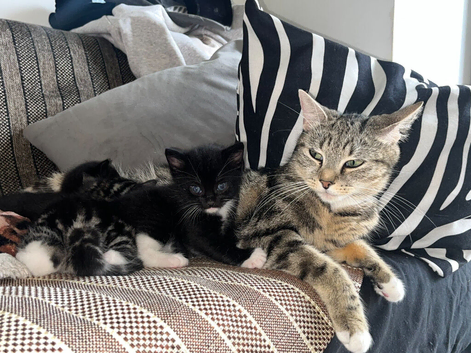Adorable Tabby Kittens Looking for Their Forever Homes!