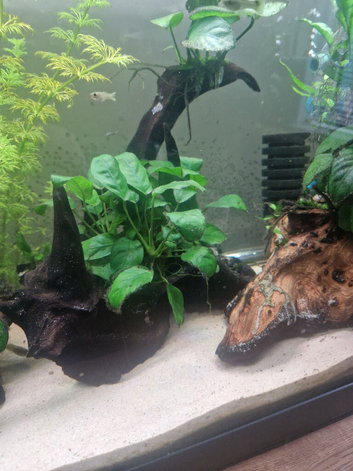 Bogwood with live plant attached