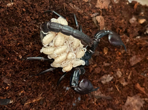 Baby Asian forest Scorpions