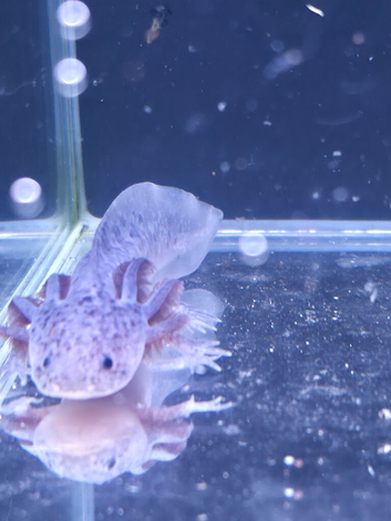 Axanthic axolotl