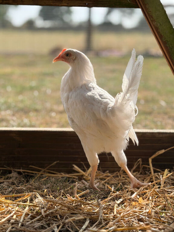 Bason White hens